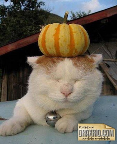 [sleeping_cat_05[4].jpg]