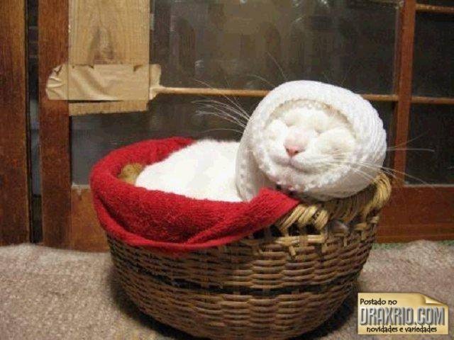 [sleeping_cat_02[4].jpg]