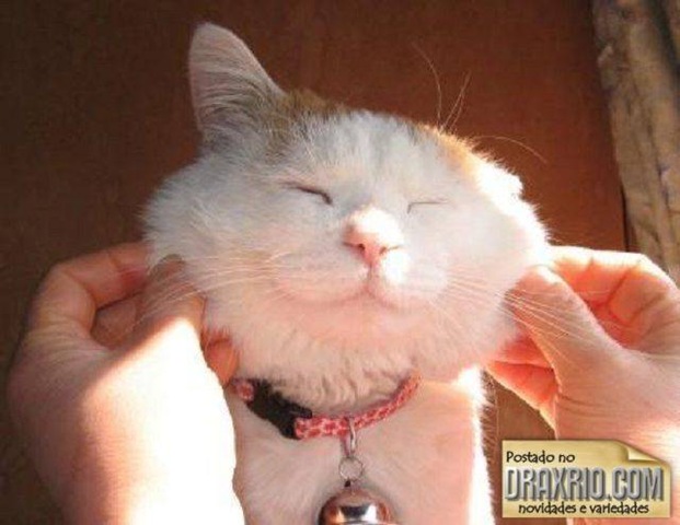 [sleeping_cat_16[4].jpg]