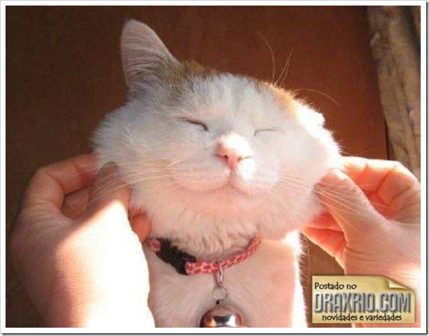 sleeping_cat_16