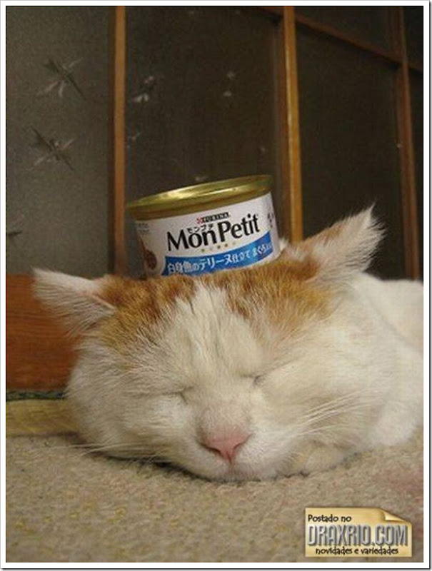 sleeping_cat_50
