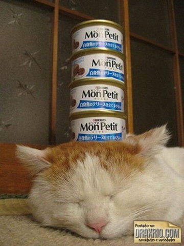 [sleeping_cat_54[4].jpg]