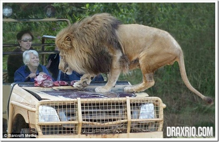 lion_glass_cage_02
