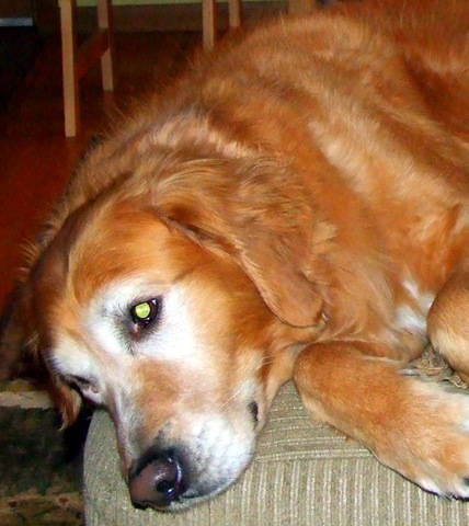 [Cody[8].jpg]