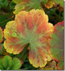 Gerani e Pelargoni, che passione: Colorazione anomale delle foglie.