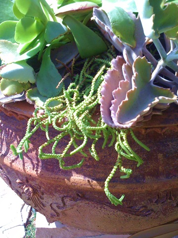 [containergarden0153.jpg]