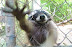 Freedom - Set this racoon free - or else...