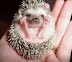 Hedgehog - This picture is just super-ultra-outstanding.