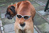 Double faced dog - His second face is terribly similar to my elementary school teacher.
