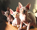 Alien cats - Who said that there is no life on Mars?