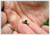 Tiny frog - What does it eat? Even a fly is larger than this frog.
