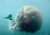 Huge jellyfish - It's hard to believe that something like that really exist.