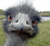 Ostrich - It has been proven that an ostrich's eye is bigger than its brain.