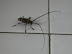 Cockroach - One of those lives in your bathroom too.