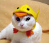Neat - Hat for a cat Part 2.