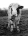 Mad cow - Hungry for some fresh meat.