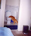 Thirsty - Dog trapped in a cat's body.