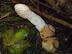Sexy mushroom - It really turns me on.