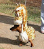 Dog in a giraffe costume - Seriously - there should be mandatory sentences for this.