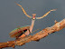Praying mantis - Named for their prayer-like