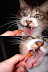 Bad Kittah! - No kittah - thats my snack!