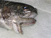 Disgusting - Weird fish mutation.
