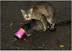 Cats - When a blind date goes totally perfect...