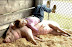 The simple life - Probably not the last pig that she will ever sleep with.