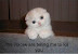 Psycho kitten - The voices are telling me to kill you.