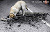 Pedigree ad - For strong dogs.