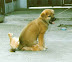 Puppy wins! - A humiliating defeat.