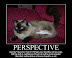Perspective - Nothing you'll ever do will be more popular than that online picture of bacon taped to a cat.