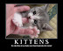 Kittens - So cute they make your head explode into candy.