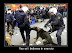 Bad police dog - Rex still believes in anarchy.