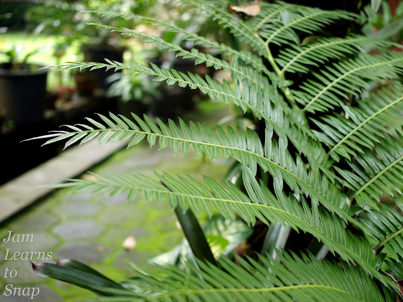 fern, plant, green, photography, macro, aperture
