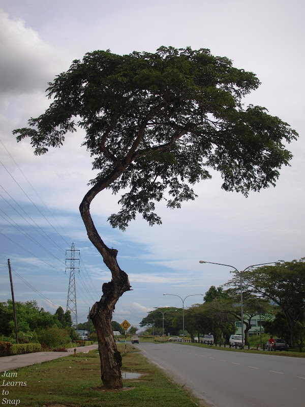 A Big Tree picture plants nature green  photo