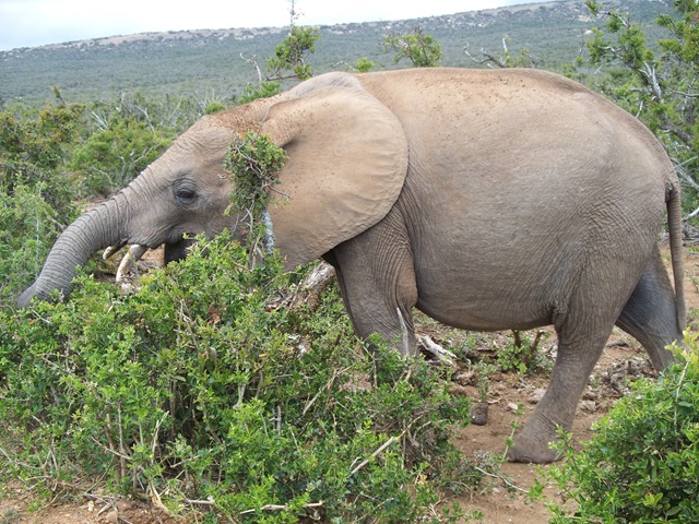 [12-02-2009 031 Addo Elephant National Park[4].jpg]