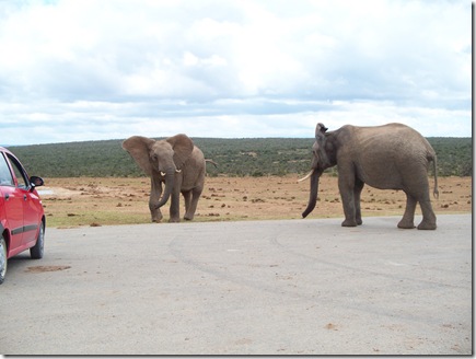 12-02-2009 065 Addo Elephant National Park