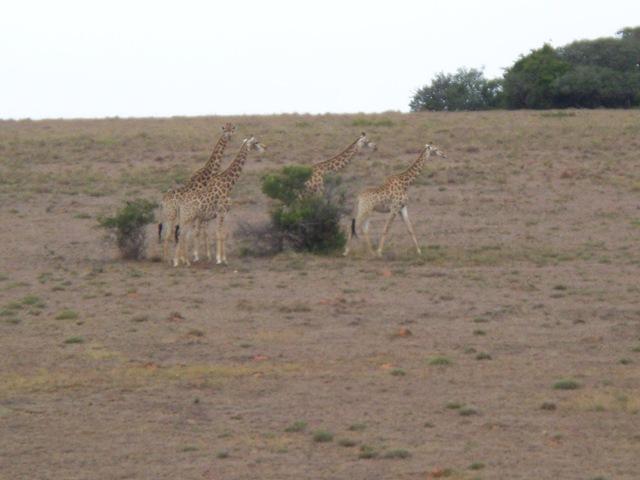 [12-04-2009 001 Giraffes along highway[5].jpg]