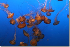 sea-nettle-jellyfish-photo-by-mila-zinkova
