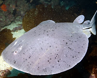 IMG_5331.JPG