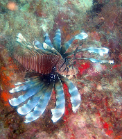 lionfish.jpg