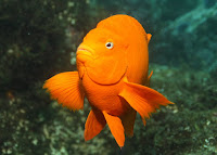 Garibaldi at Anacapa Island