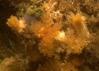Santa_Cruz_August_2009_3260.JPG