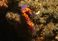 Anacapa_Photo_Cert_August_2009_3609.JPG