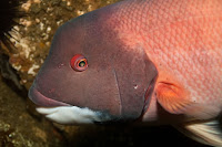 anacapaJuly2010-2.jpg