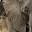 safari_3050.JPG