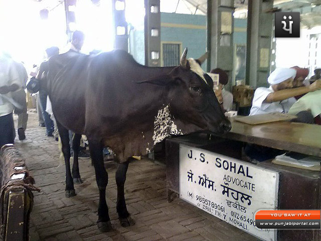 funny-desi-pic.jpg
