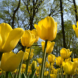 Keukenhof Gardens