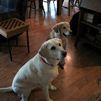 Ben has two dogs.
